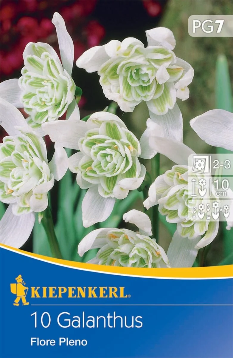 Kiepenkerl Schneeglöckchen 'Flore Pleno'