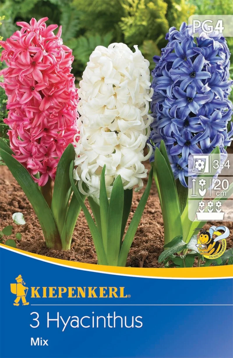 Kiepenkerl Hyazinthe Mischung