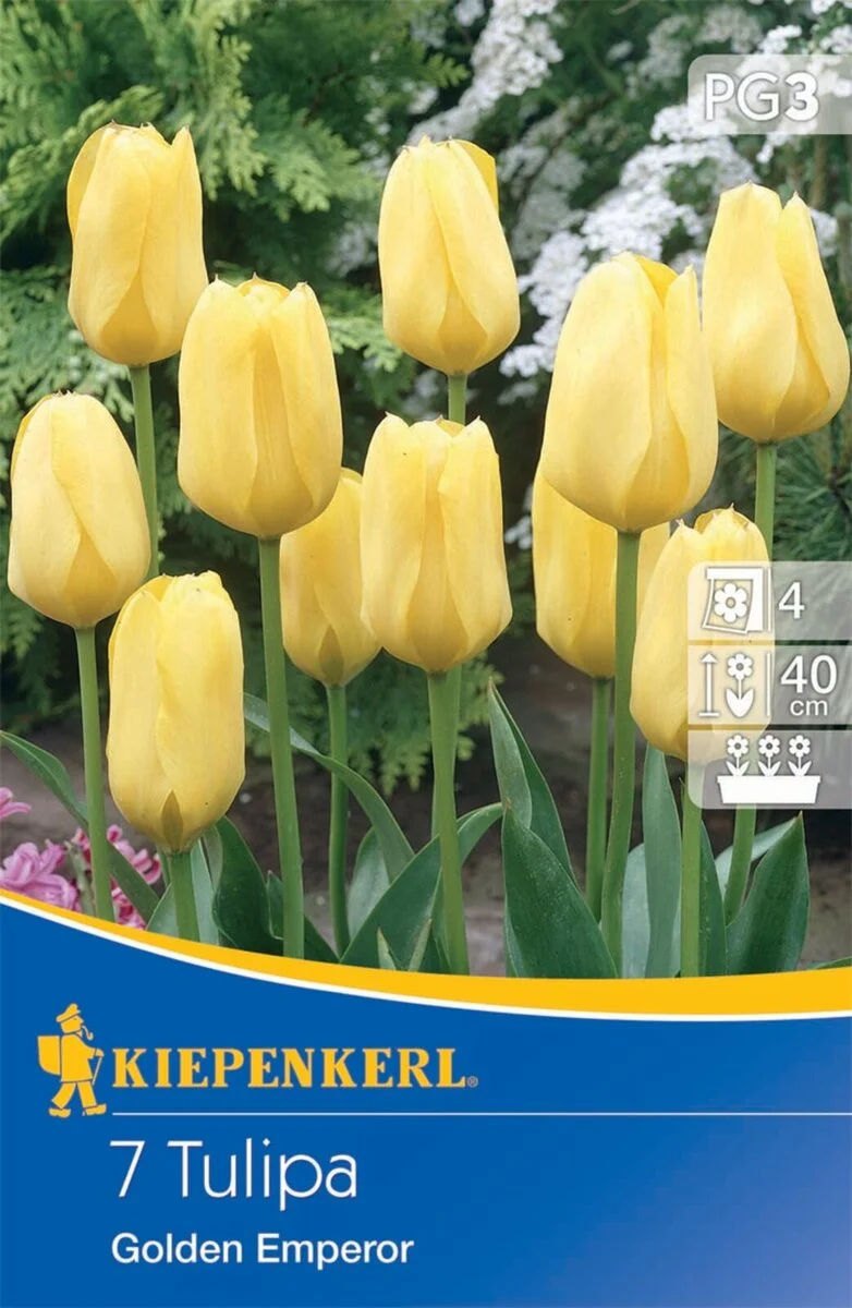 Fosteriana-Tulpe 'Golden Emperor', 7 Zwiebeln