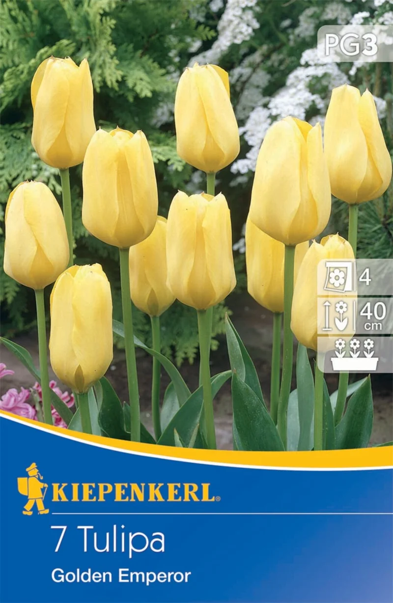 Fosteriana-Tulpe 'Golden Emperor', 7 Zwiebeln