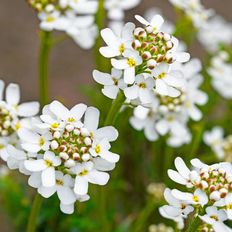 Immergrüne Schleifenblume 'Candy Ice'