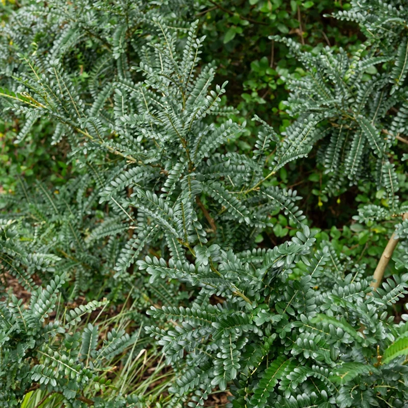 Kleinblättrige Sophora ‘Sun King’