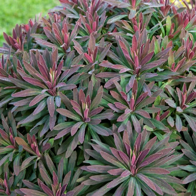 Wolfsmilch Ruby Glow