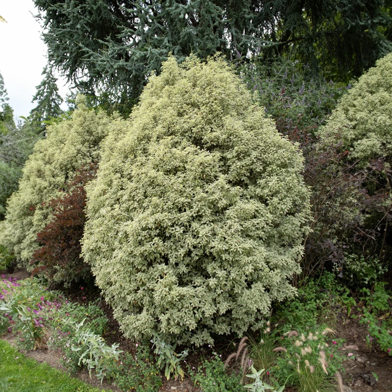 Pittosporum 'Variegatum'