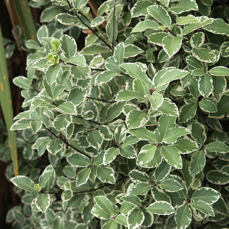 Pittosporum 'Variegatum'