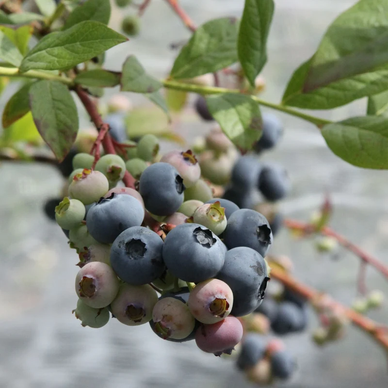 Bio Heidelbeere 'Blue Dessert®'