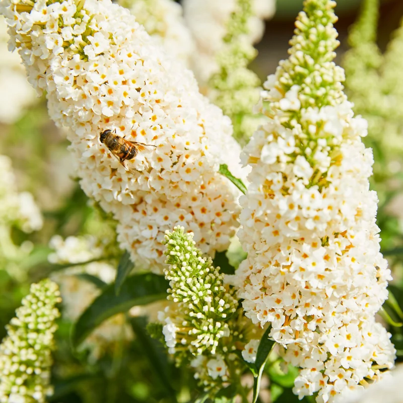 Sommerflieder 'Summer Kids® Marie'
