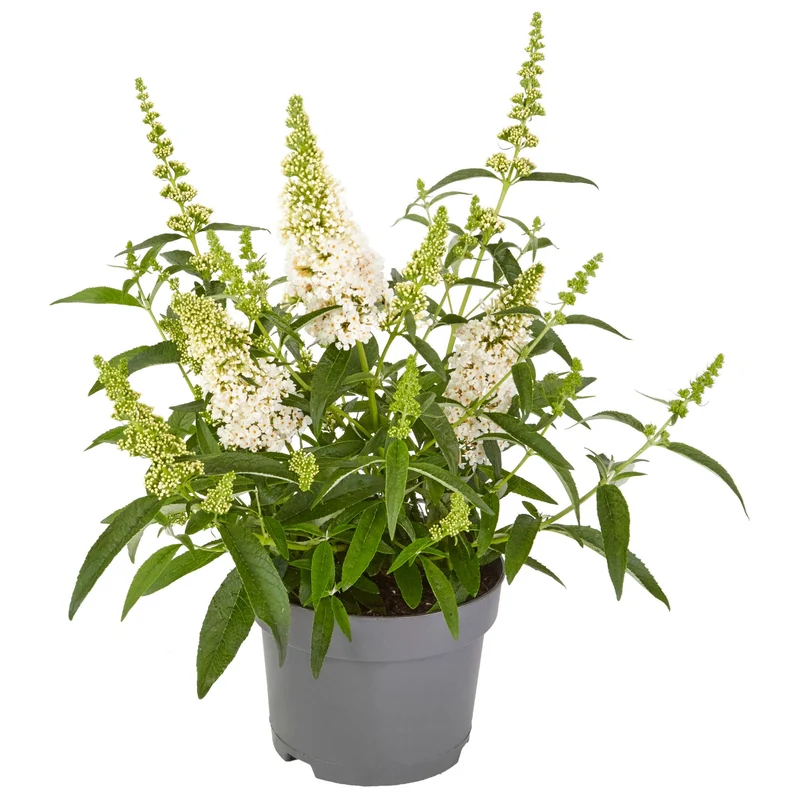 Sommerflieder 'Summer Kids® Marie'