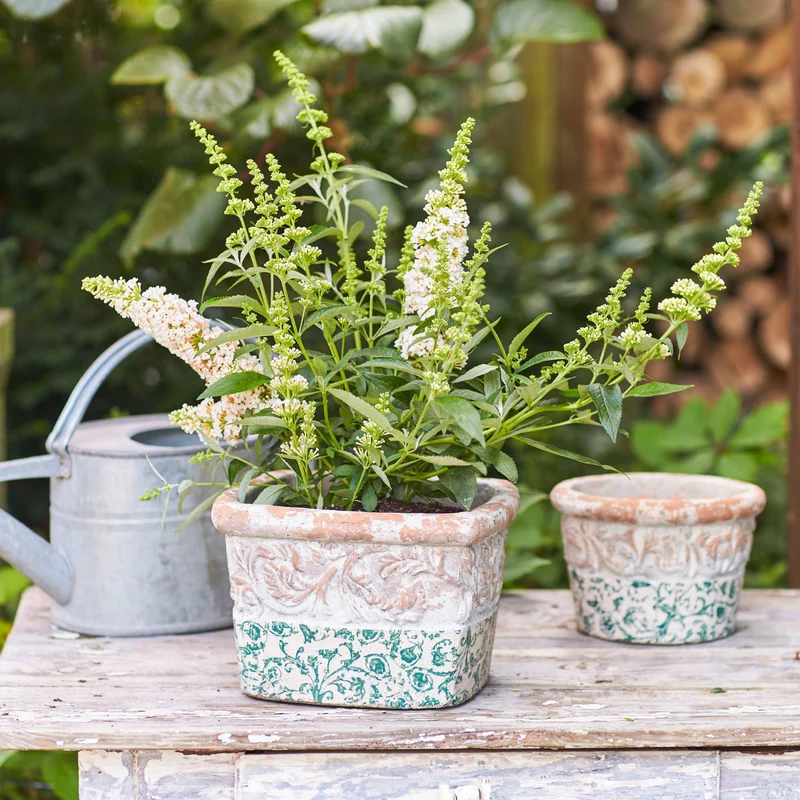 Sommerflieder 'Summer Kids® Marie'
