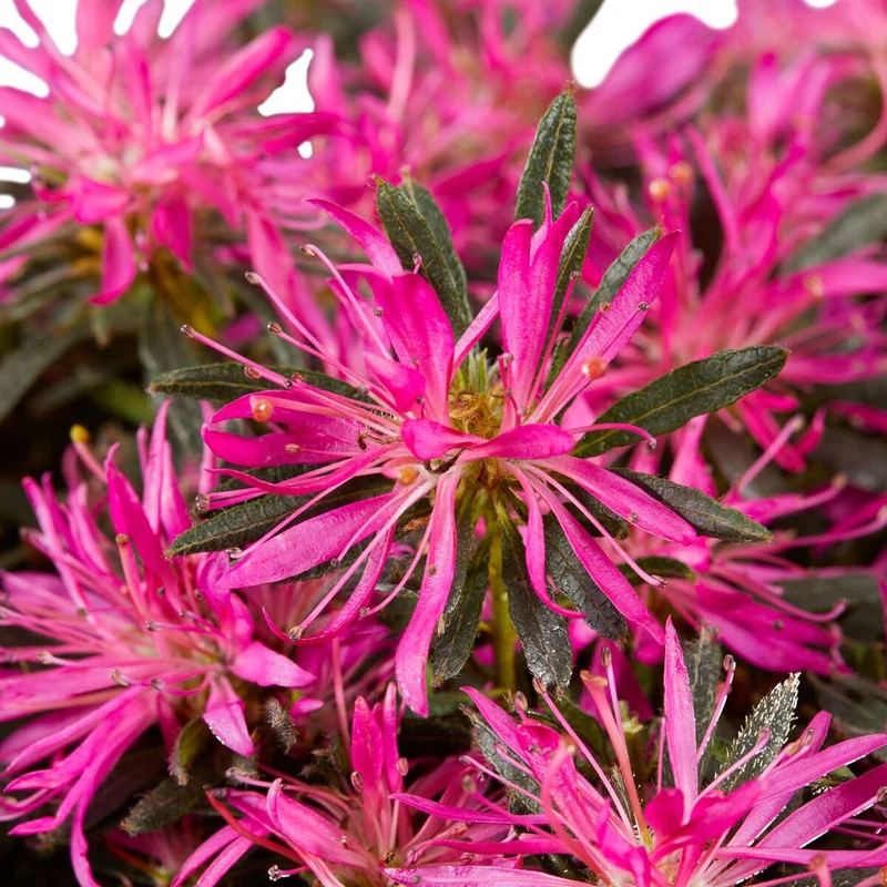 Japanische Azalee 'Star Style™', 3 Pflanzen