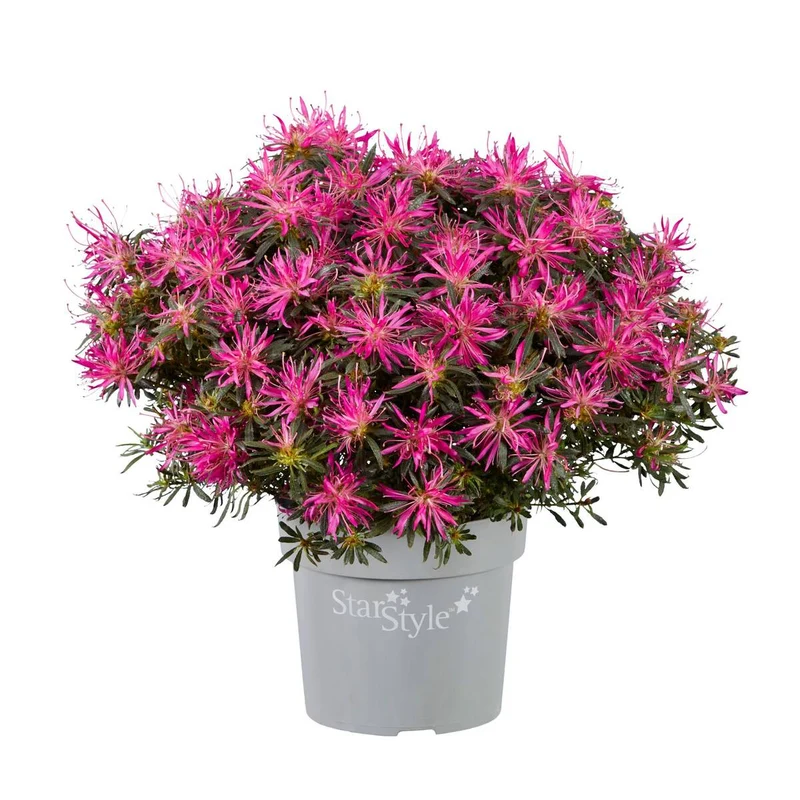 Japanische Azalee 'Star Style™', 3 Pflanzen