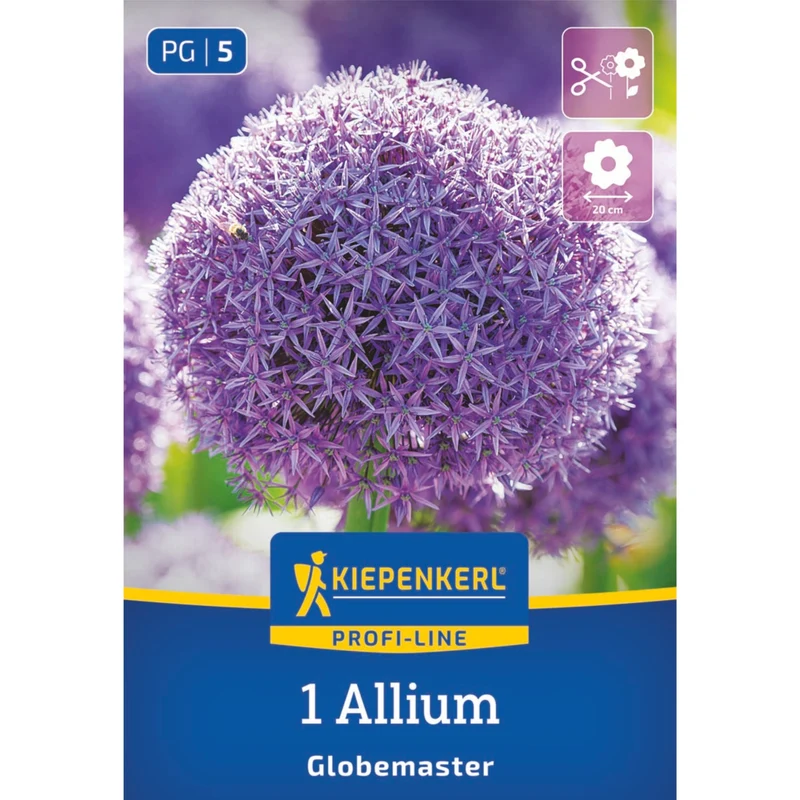 Kiepenkerl Zierlauch 'Globemaster', Profi-Line