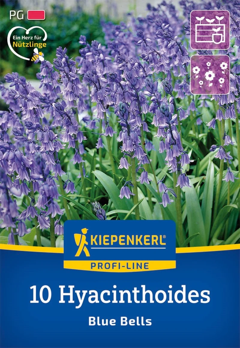 Kiepenkerl Hasenglöckchen 'Blue Bells', Profi-Line