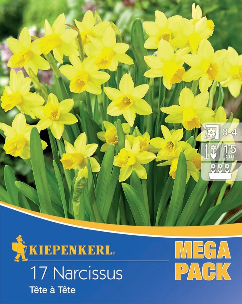 Kiepenkerl Steingarten 'Narzisse Tête à Tête', Mega-Pack