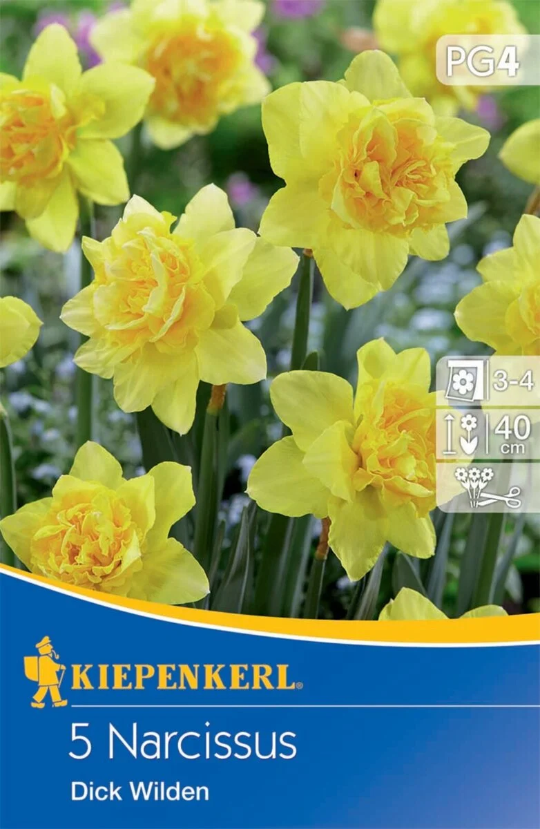 Kiepenkerl Narzisse 'Dick Wilden'