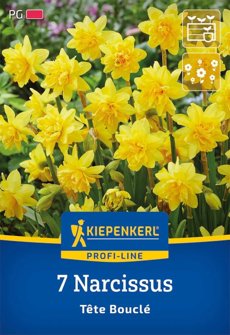 Kiepenkerl Narzisse 'Tête Bouclé', Profi-Line