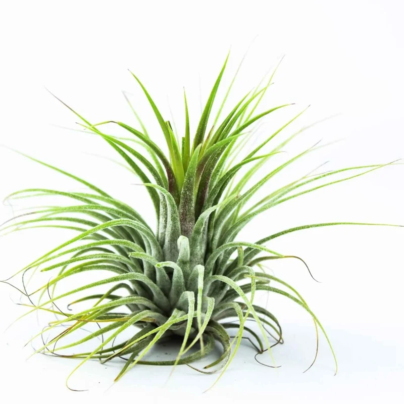 Tillandsia ionantha ‘Druid’