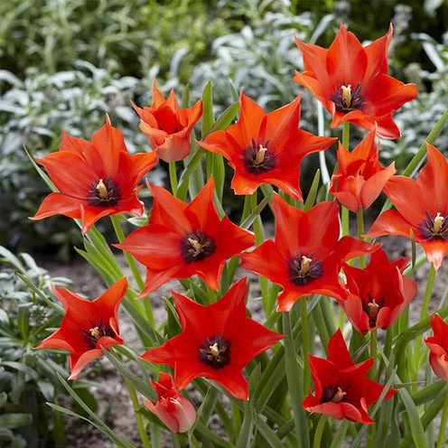 Blumenzwiebeln-Mischung ‘6 Monate Blüte’ (x100)