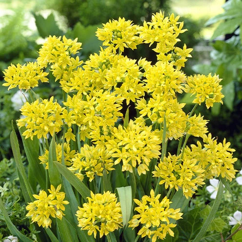 Blumenzwiebeln-Mischung ‘6 Monate Blüte’ (x100)