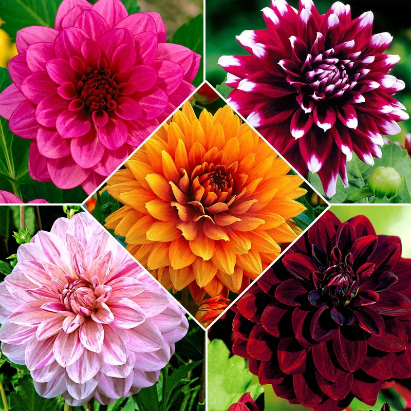 Großblütige Dahlien Mischung (x5)