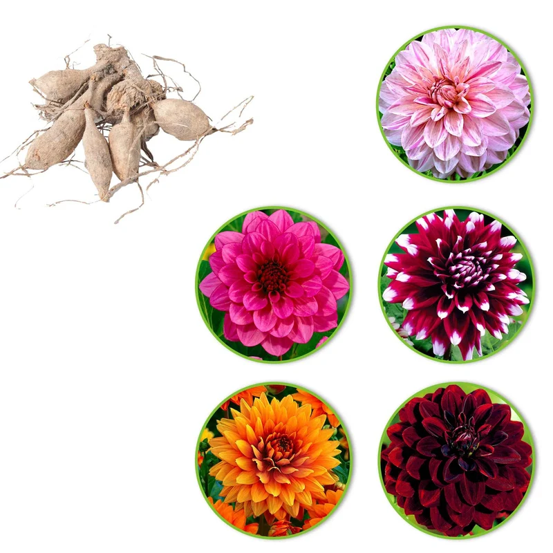 Großblütige Dahlien Mischung (x5)