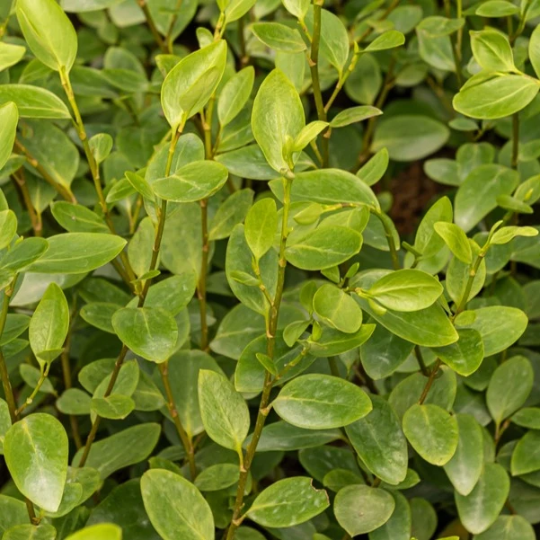 Griselinia (x3)