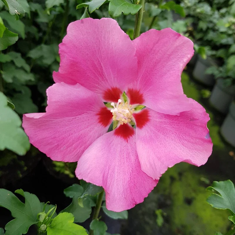 Gartenhibiskus