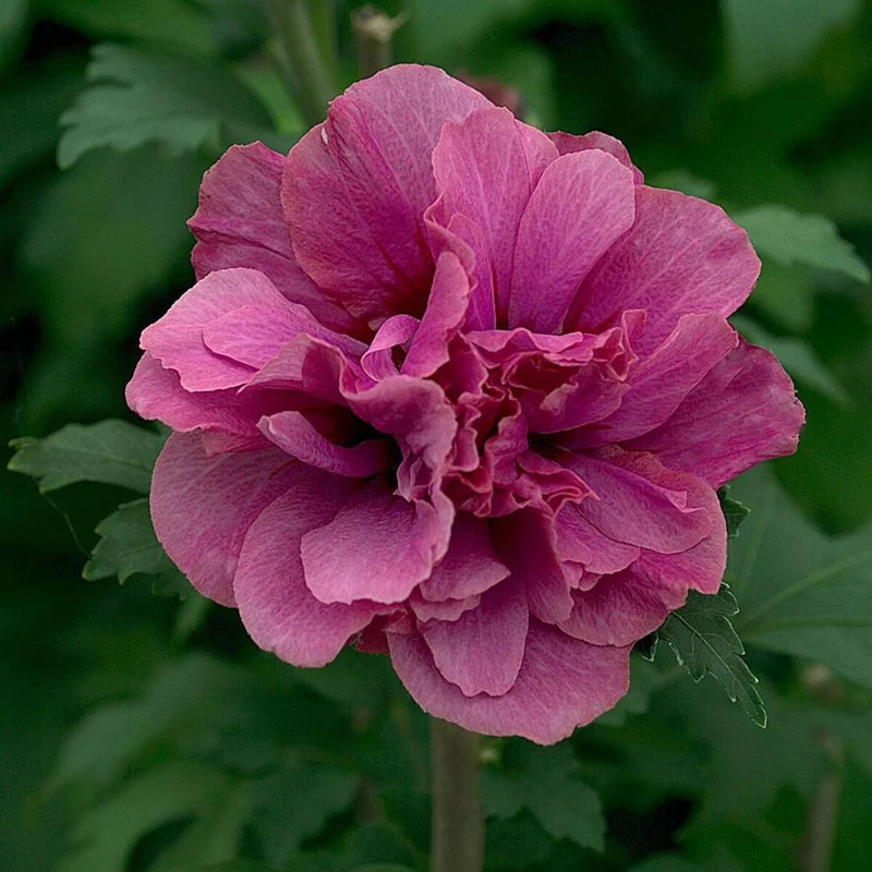 Gartenhibiskus