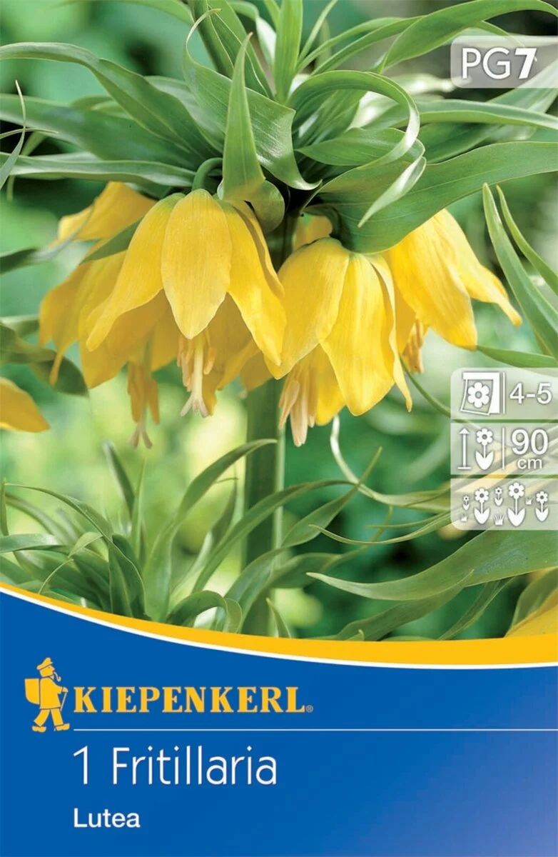 Kiepenkerl Kaiserkrone 'Lutea'