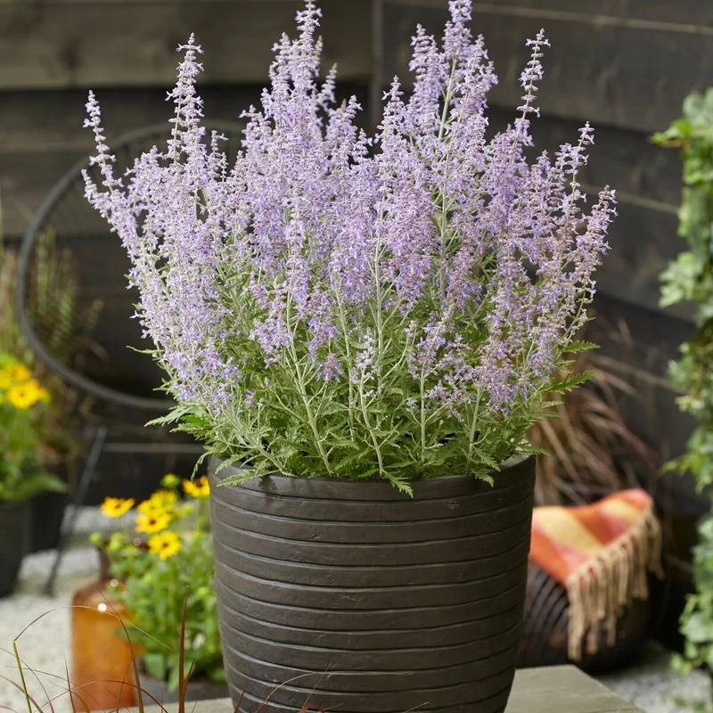 Blauraute 'Lacey Blue®'
