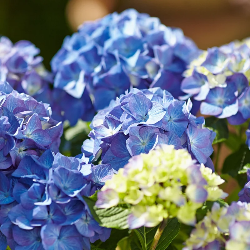 Bauernhortensie 'Diva Fiore®'
