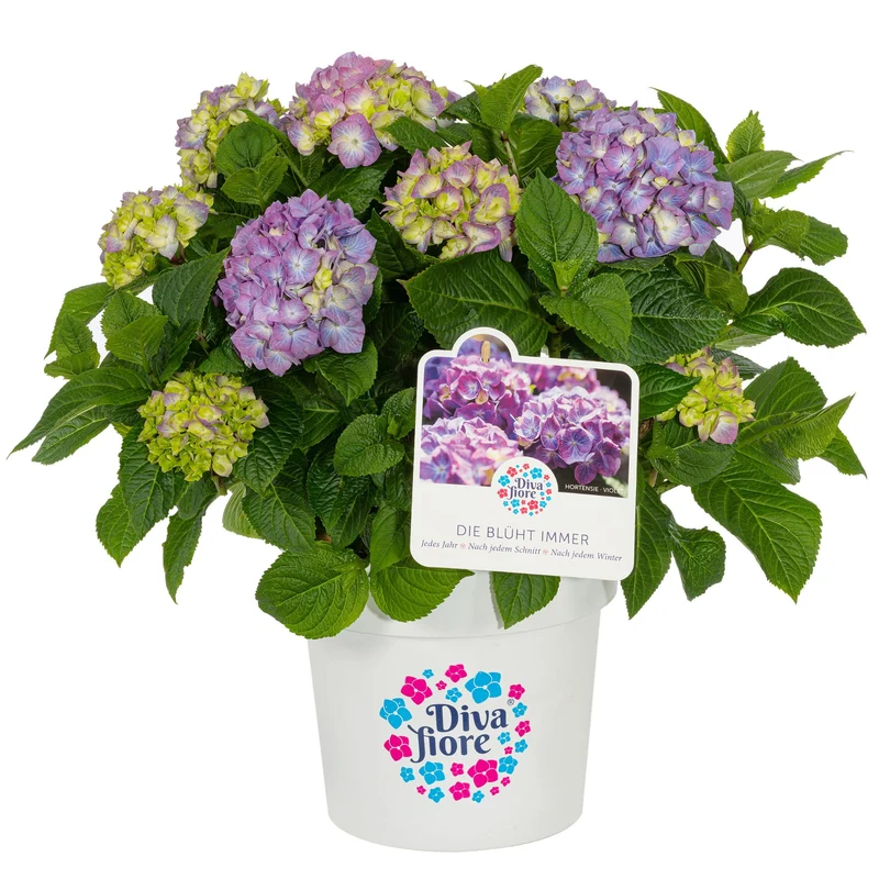 Bauernhortensie 'Diva Fiore®'