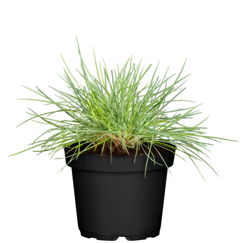 Blauschwingel 'Elijah Blue'