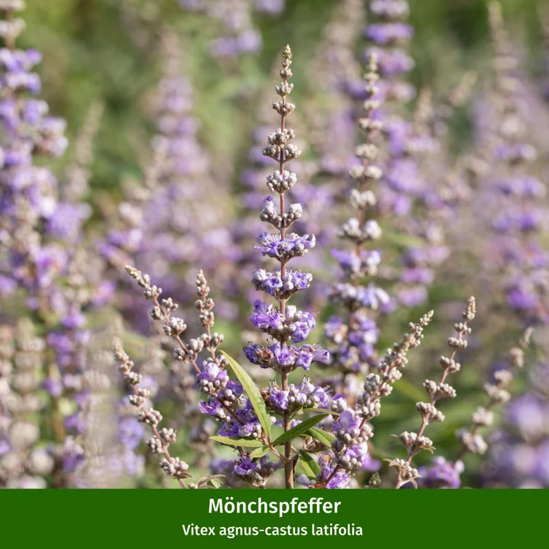 Mediterrane Duft-Frucht- & Blühpflanzen, 5 Pflanzen