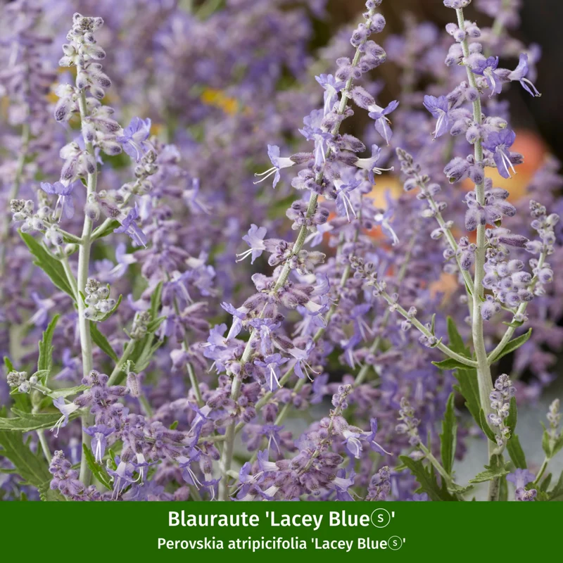 Mediterrane Duft-Frucht- & Blühpflanzen, 5 Pflanzen