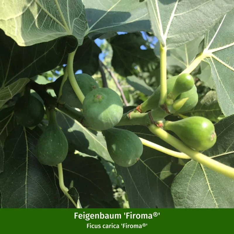 Mediterrane Duft-Frucht- & Blühpflanzen, 5 Pflanzen