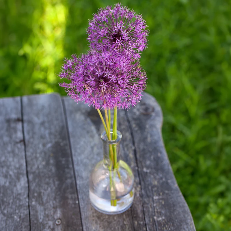 Zierlauch 'Purple Sensation' (x10)