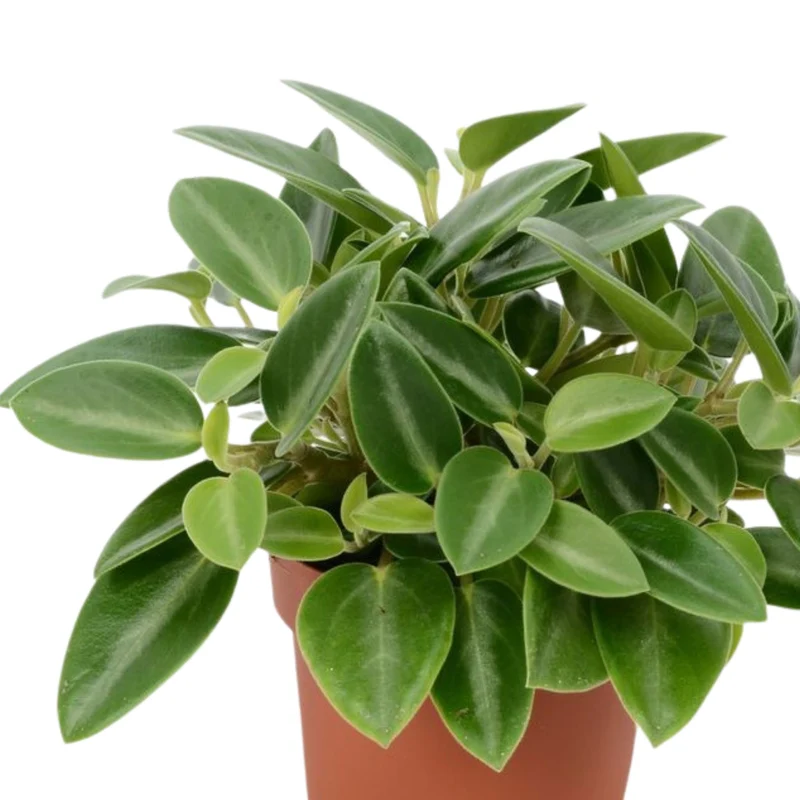 Zwergpfeffer 'Pixie'