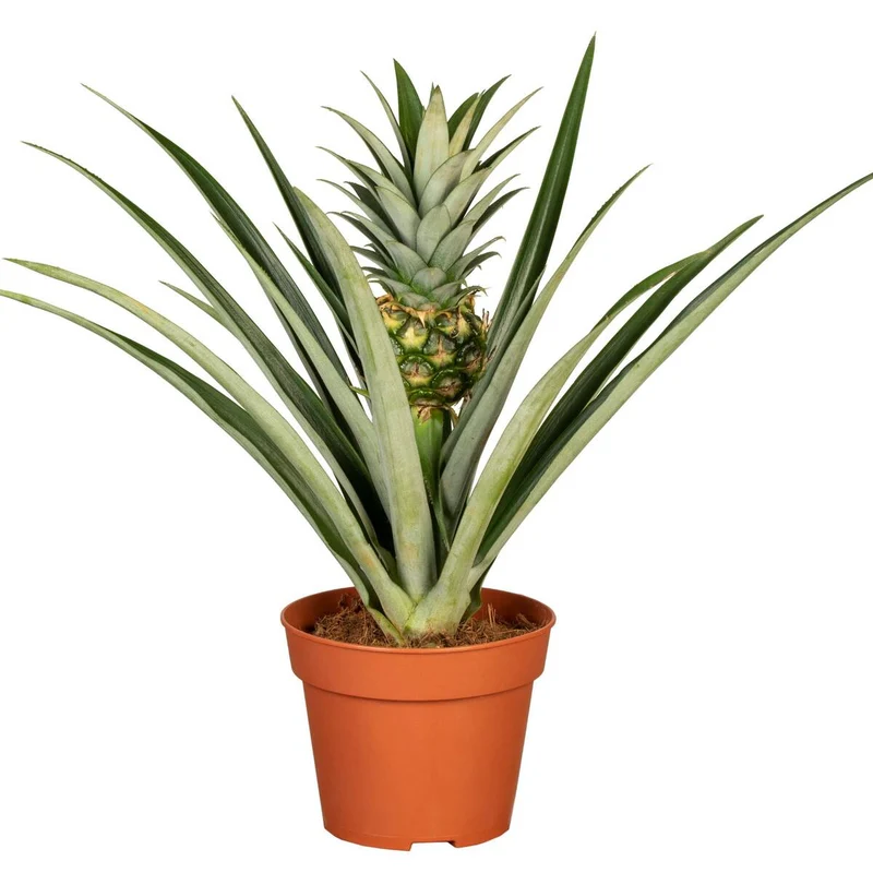 Zierananas mit Mini-Frucht