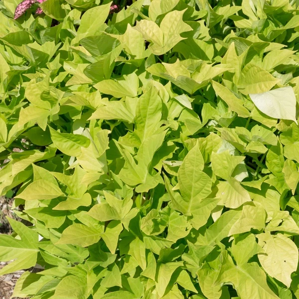 Zier-Süßkartoffel 'Sweet Caroline Green' (x3)