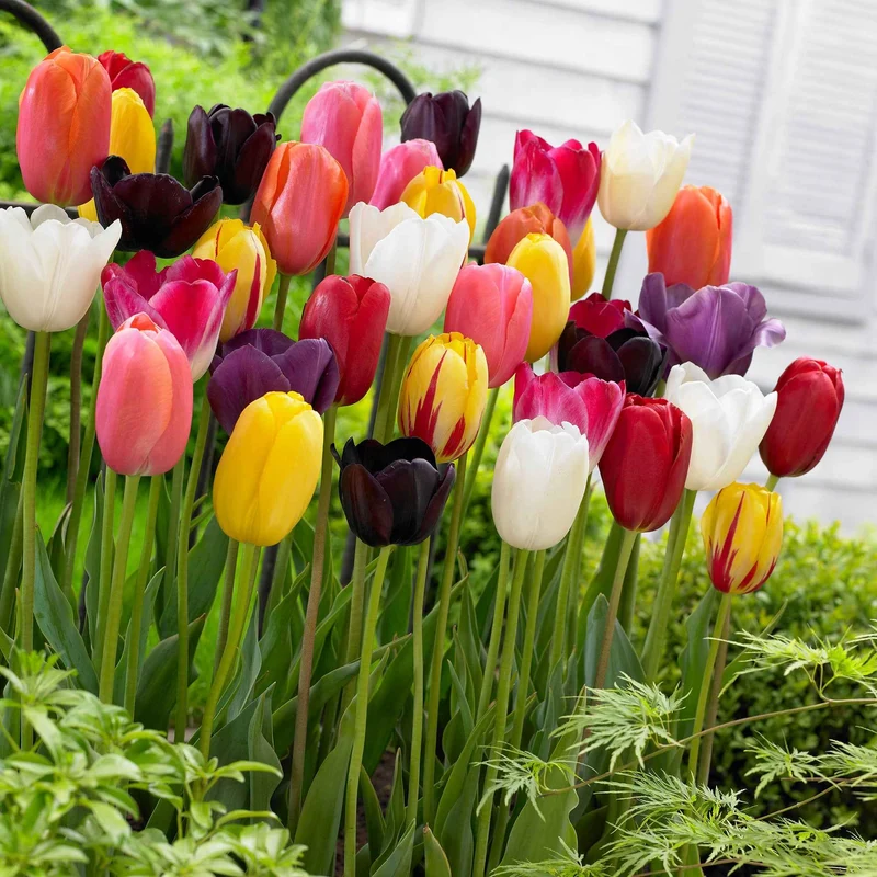 Tulpen Mischung '60 days of Tulips' (x30)