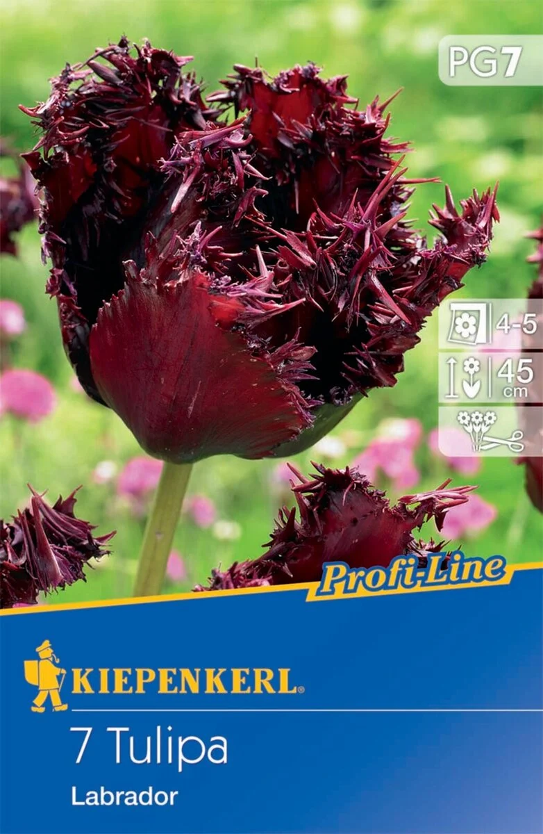 Kiepenkerl Gefranste Tulpe 'Labrador', Profi-Line