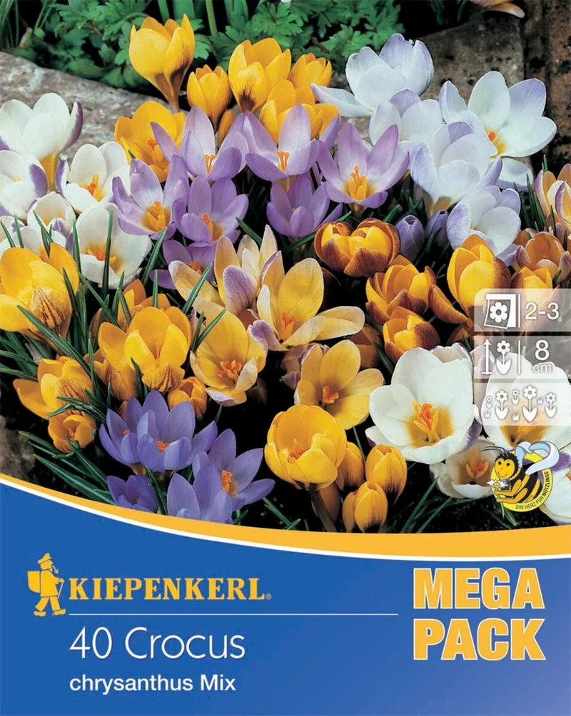 Kiepenkerl Wildkrokus Mischung, Mega-Pack