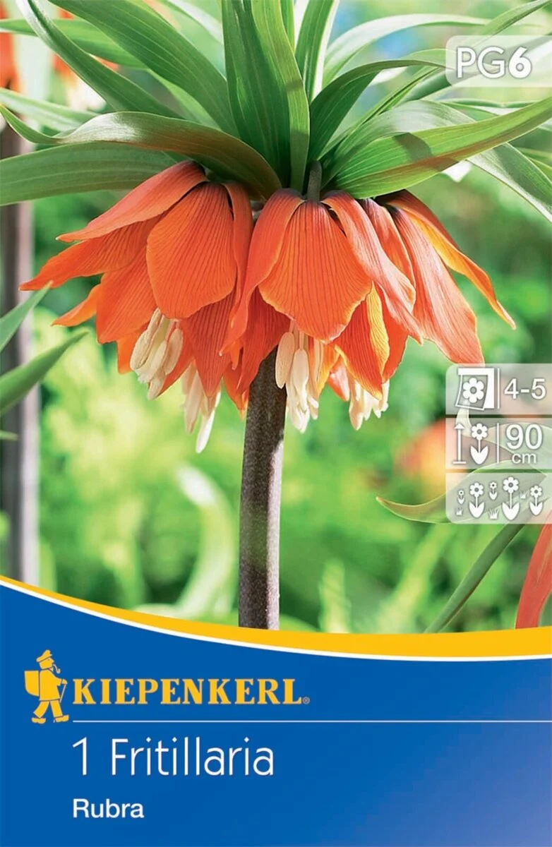 Kiepenkerl Kaiserkrone 'Rubra'