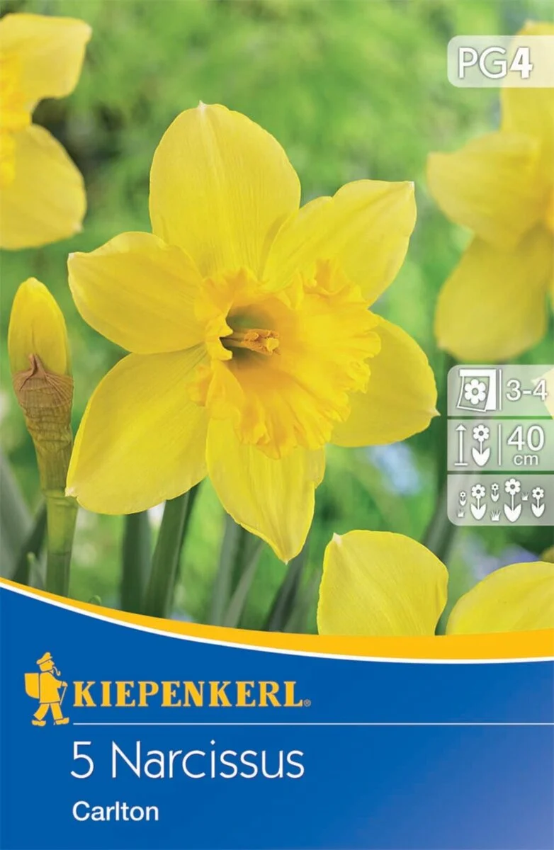 Kiepenkerl Narzisse 'Carlton'