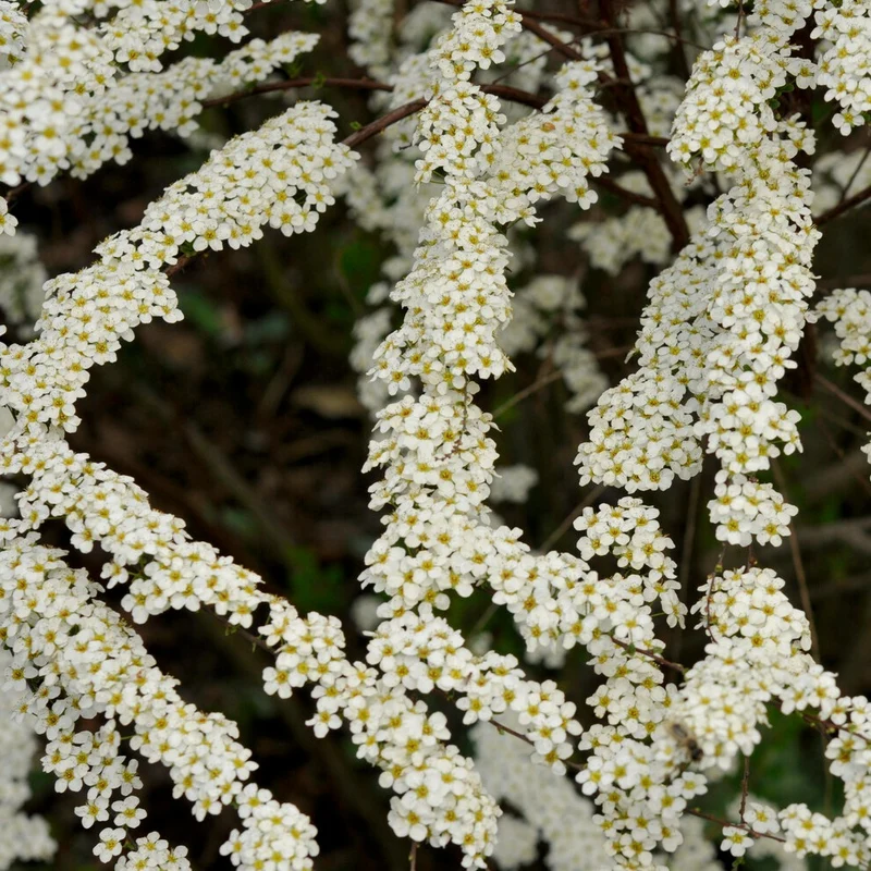 Spierstrauch arguta