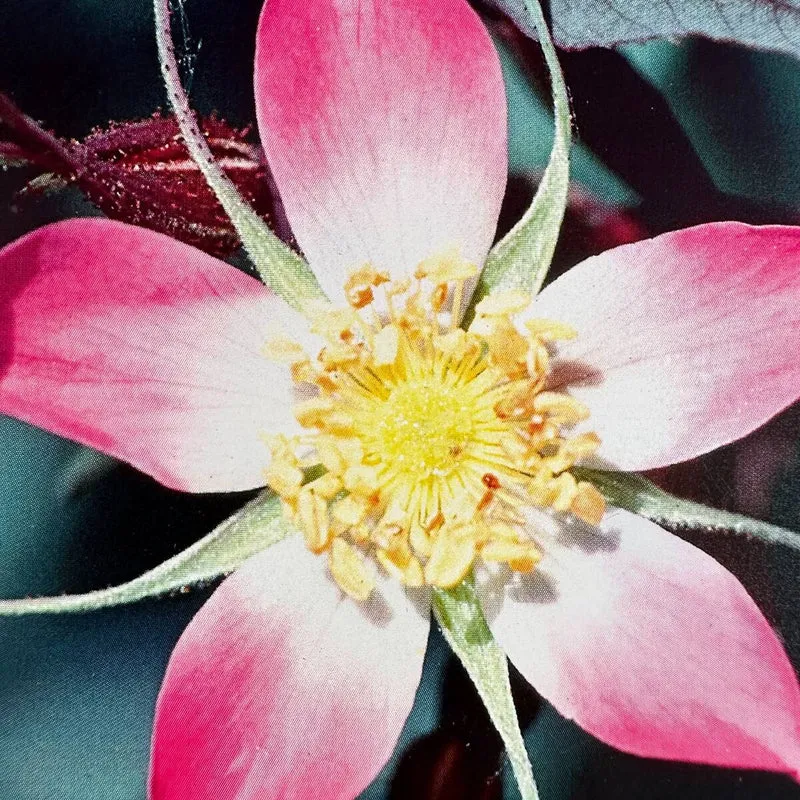 Hechtrose