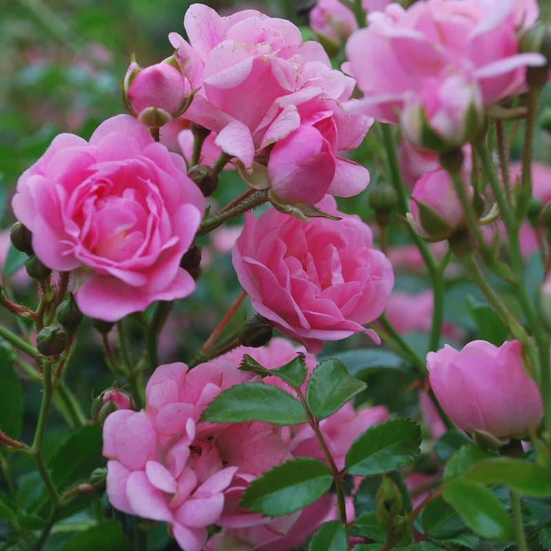 Bodendeckerrose 'Knirps®'