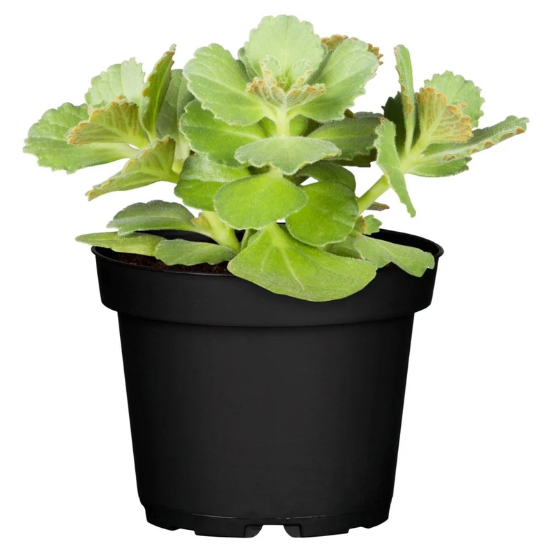 Coleus 'Dackel ab®' - Pflanze