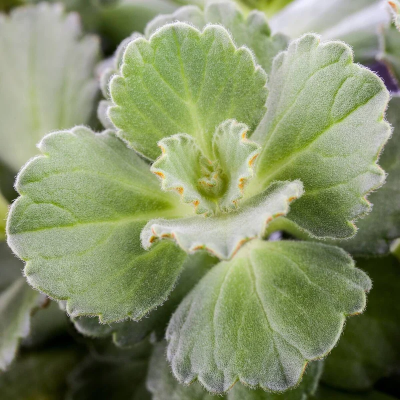 Coleus 'Dackel ab®' - Pflanze
